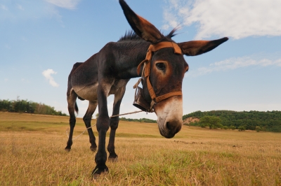 curious-donkey